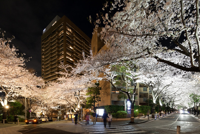 3月下旬から4月の中旬の期間は、17時から22時までライトアップもされる予定