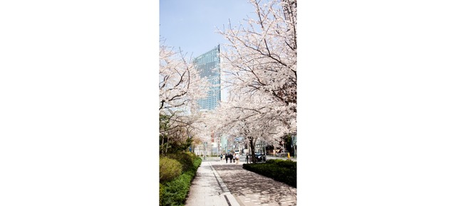虎ノ門ヒルズと桜