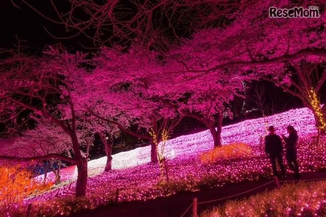 華やかなイルミネーションの光とライトアップされた桜が生み出す幻想的な空間