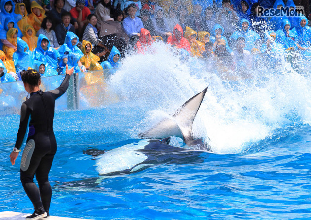 シャチの「スイミングバースト」