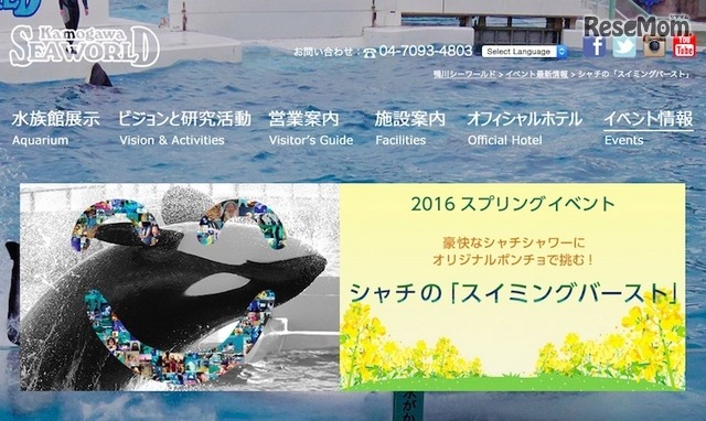 シャチの「スイミングバースト」