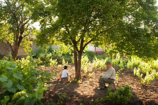 スロヴェニア：『樹』（仮）（原題『Drevo』） ソニャ・プロセンツ監督