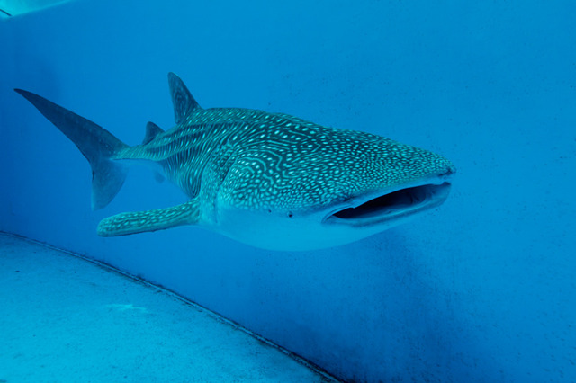 「KAWAII 不思議 AQUARIUM ～ピンクの森と青い海～」