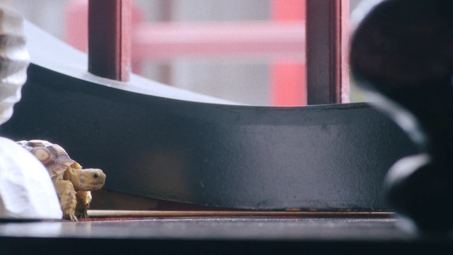 au三太郎新WEBムービー「未来の乙姫」篇