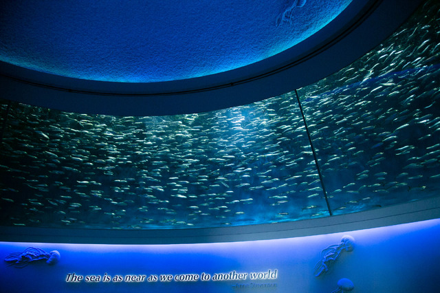 モントレーベイ水族館／撮影：Kaori Suzuki