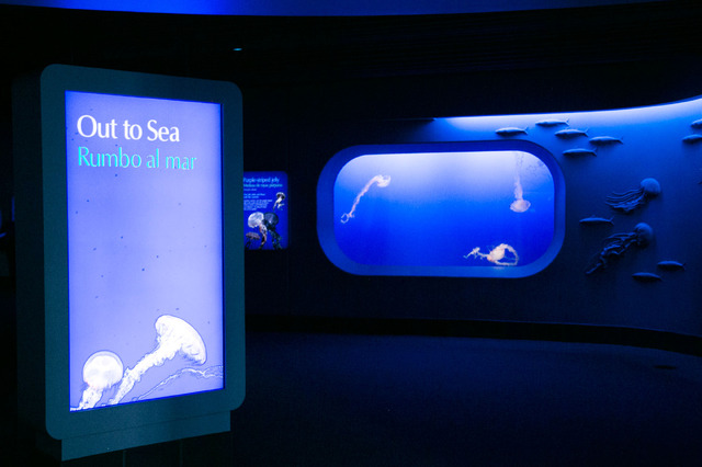 モントレーベイ水族館／撮影：Kaori Suzuki