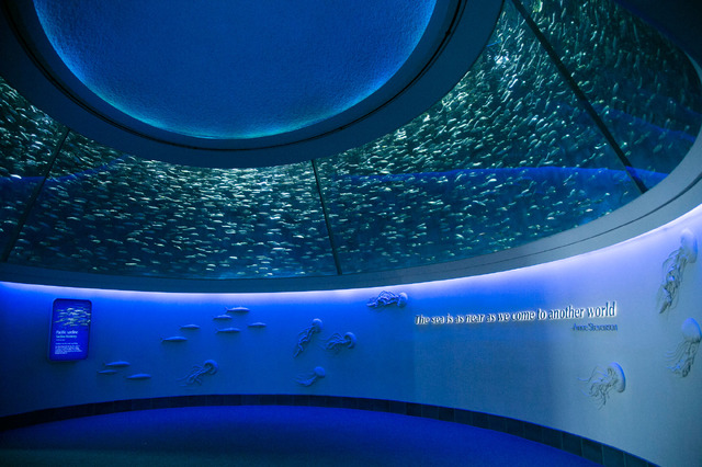 モントレーベイ水族館／撮影：Kaori Suzuki