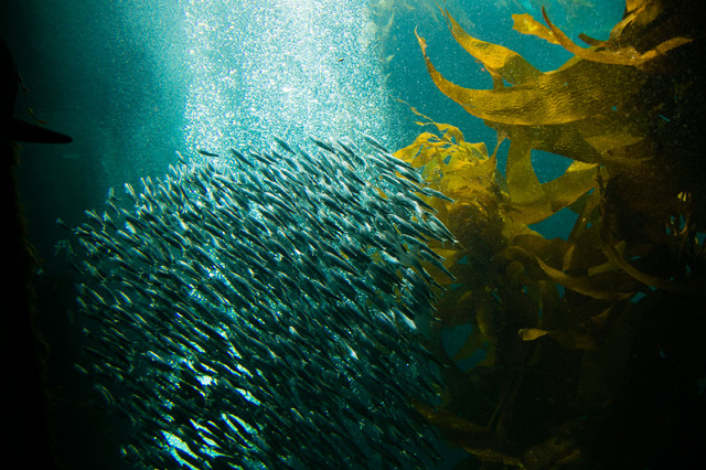 モントレーベイ水族館／撮影：Kaori Suzuki