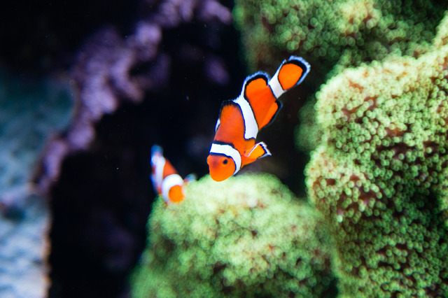 モントレーベイ水族館／撮影：Kaori Suzuki