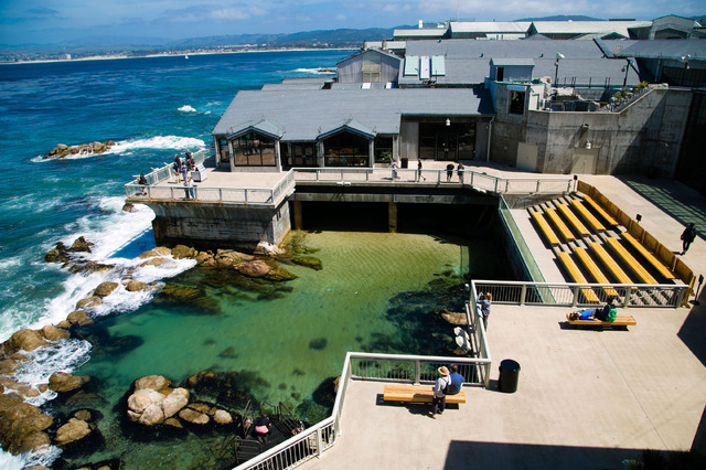 モントレーベイ水族館／撮影：Kaori Suzuki