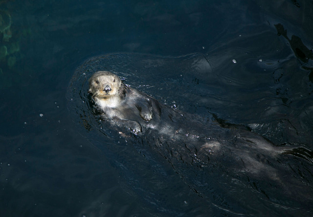 モントレーベイ水族館／撮影：Kaori Suzuki