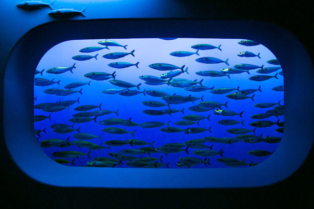 モントレーベイ水族館／撮影：Kaori Suzuki