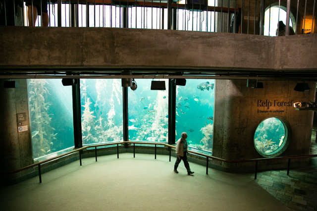 モントレーベイ水族館／撮影：Kaori Suzuki