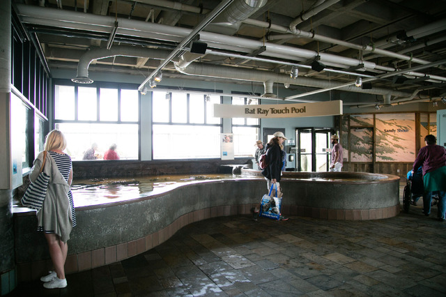 モントレーベイ水族館／撮影：Kaori Suzuki