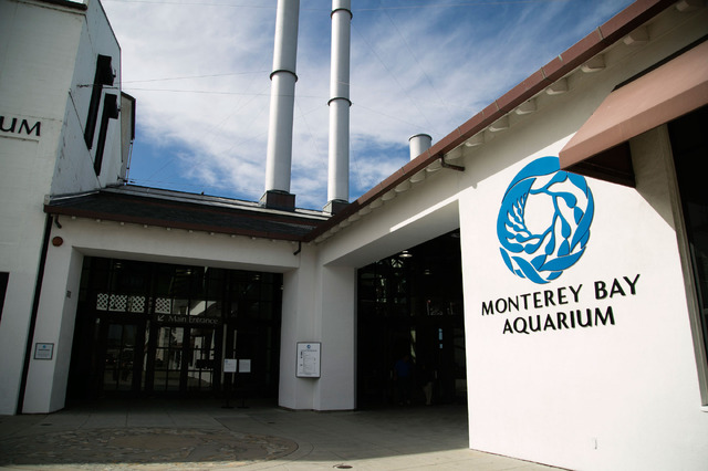 モントレーベイ水族館／撮影：Kaori Suzuki
