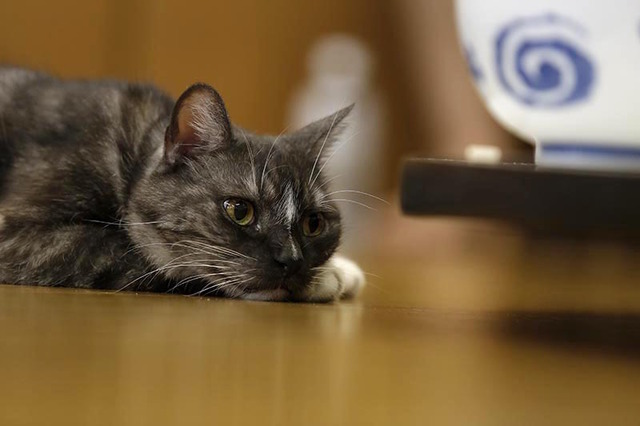 「相撲部屋の幸せな猫たち」　（C）libre 2016