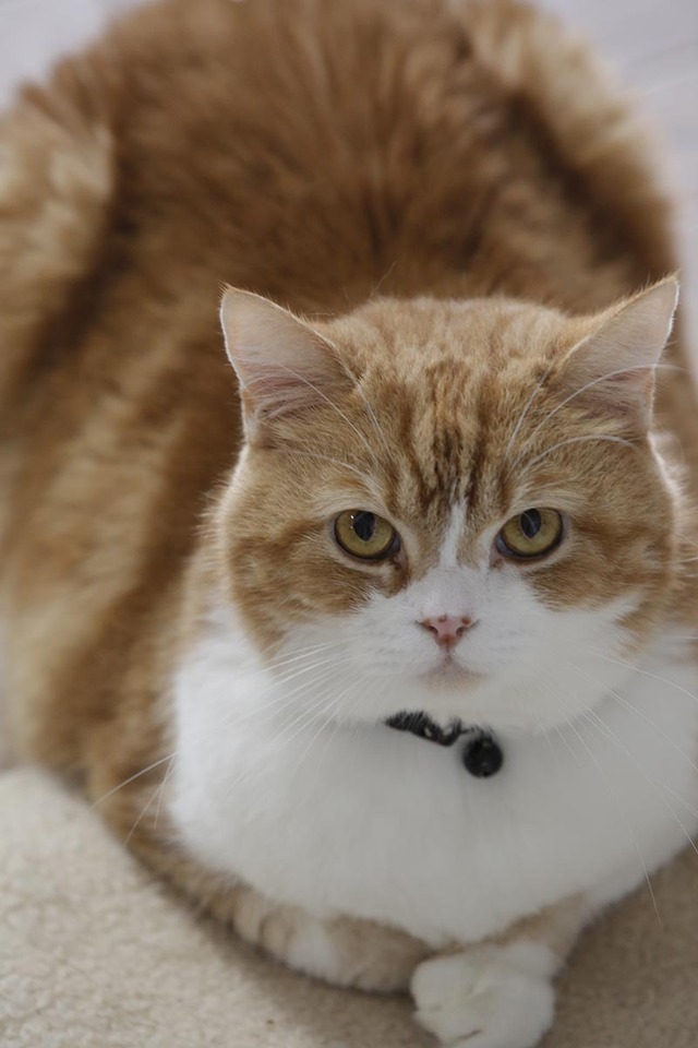 「相撲部屋の幸せな猫たち」　（C）libre 2016