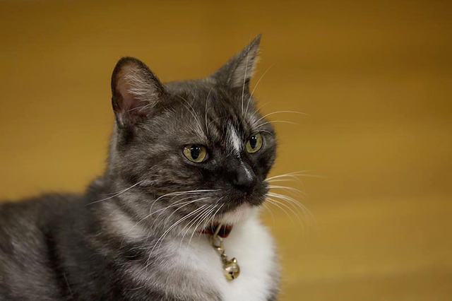 「相撲部屋の幸せな猫たち」　（C）libre 2016