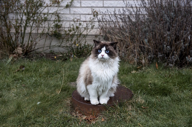 『幸せなひとりぼっち』　（C）Tre Vanner Produktion AB. All rights reserved.