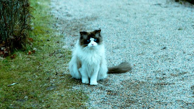 『幸せなひとりぼっち』　（C）Tre Vanner Produktion AB. All rights reserved.