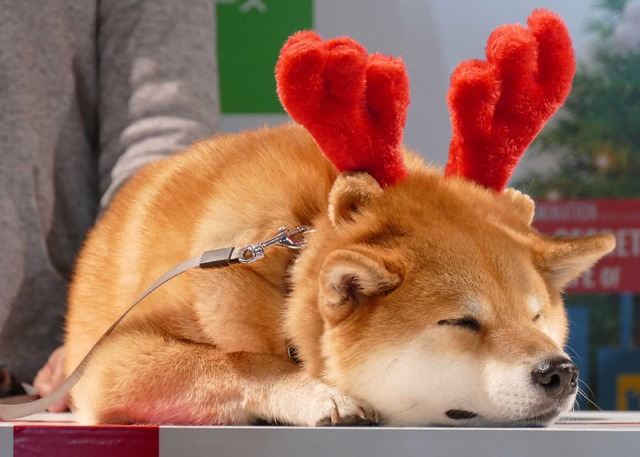 柴犬のまるくん／『ペット』ブルーレイ＆DVD発売記念イベント