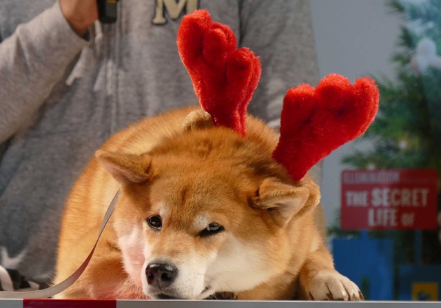 柴犬のまるくん／『ペット』ブルーレイ＆DVD発売記念イベント