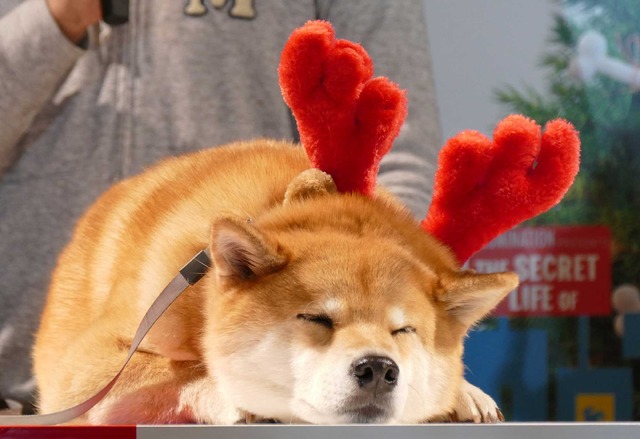 柴犬のまるくん／『ペット』ブルーレイ＆DVD発売記念イベント