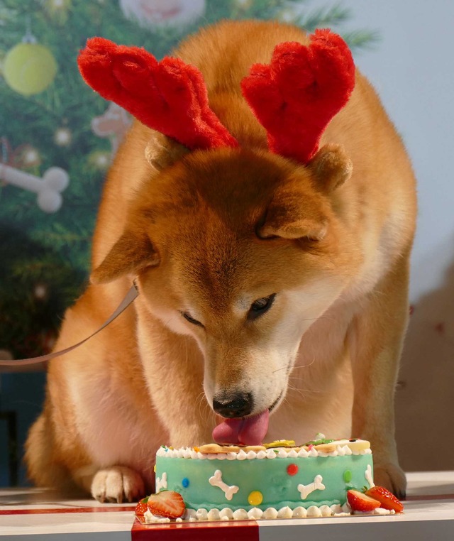 柴犬のまるくん／『ペット』ブルーレイ＆DVD発売記念イベント