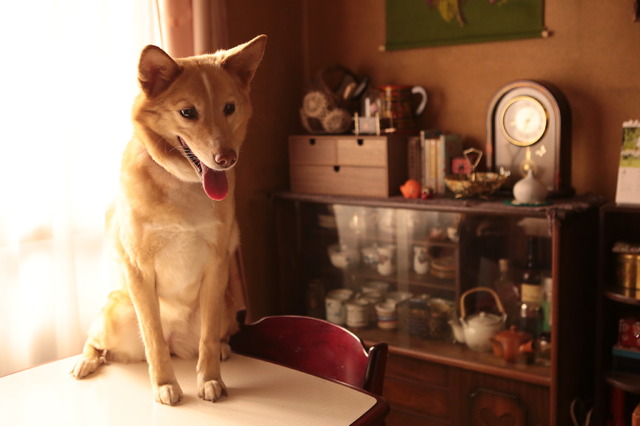 『話す犬を、放す』　（C）2016 埼玉県／SKIPシティ 彩の国ビジュアルプラザ