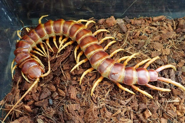 ペルビアンジャイアントオオムカデ チョウセンスズガエル コバルトブルータランチュラ タンザニアオオヤスデ