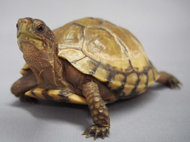 ミツユビハコガメ