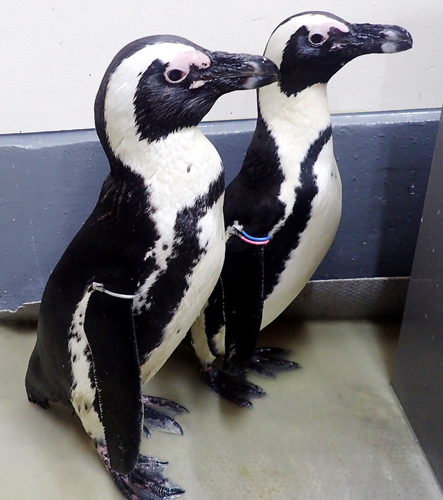 1月13日生まれのケープペンギンの赤ちゃんの親鳥