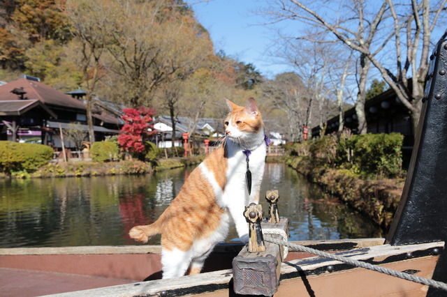 「猫忍」金時　(C)2017「猫忍」製作委員会