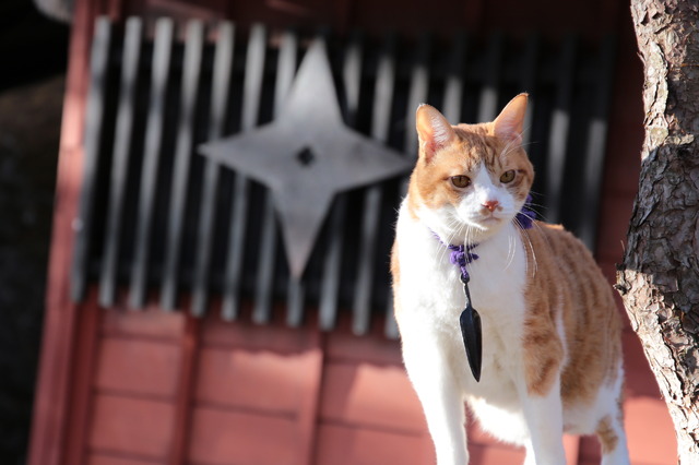 「猫忍」金時　(C)2017「猫忍」製作委員会