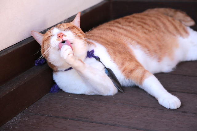 「猫忍」金時　(C)2017「猫忍」製作委員会