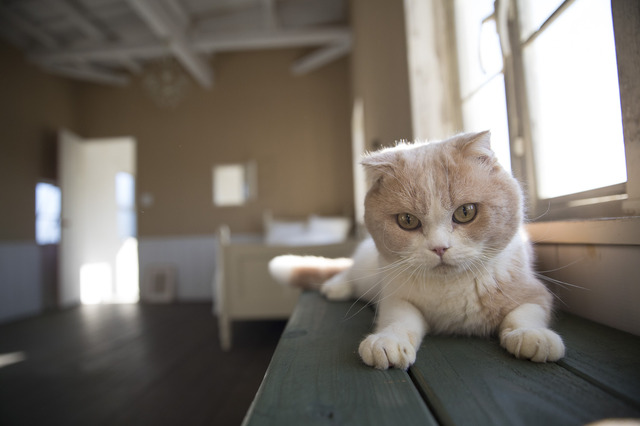 写真集「もふあつめ」～映画「ねこあつめの家」Official Photo Book～