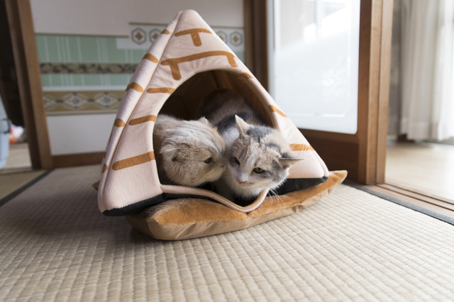 写真集「もふあつめ」～映画「ねこあつめの家」Official Photo Book～