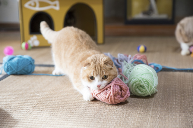 写真集「もふあつめ」～映画「ねこあつめの家」Official Photo Book～