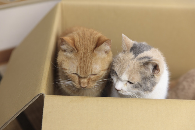 写真集「もふあつめ」～映画「ねこあつめの家」Official Photo Book～