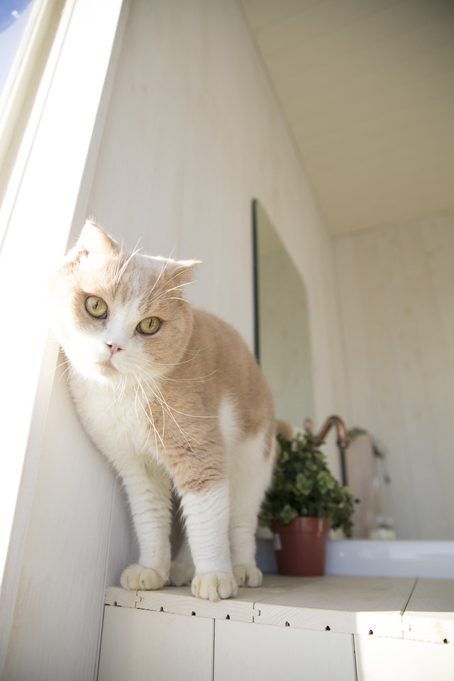 写真集「もふあつめ」～映画「ねこあつめの家」Official Photo Book～