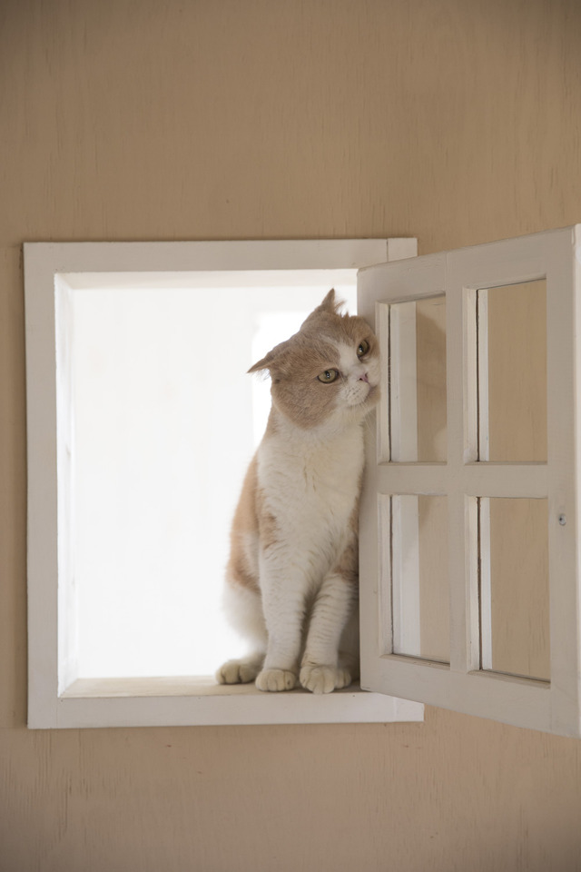 写真集「もふあつめ」～映画「ねこあつめの家」Official Photo Book～