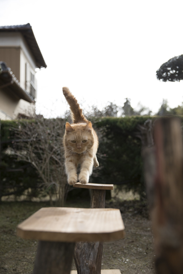写真集「もふあつめ」～映画「ねこあつめの家」Official Photo Book～
