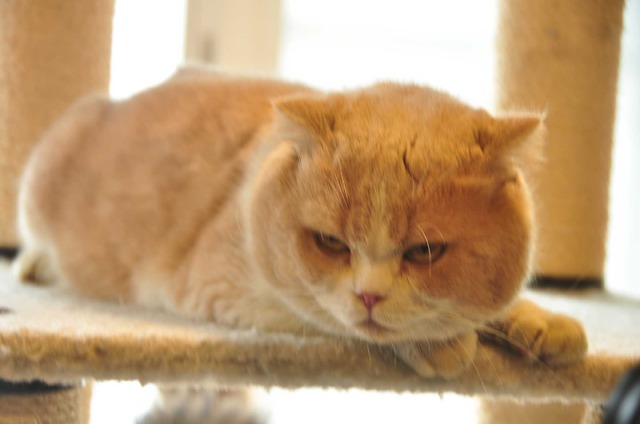 『ねこあつめの家』猫カフェ試写会