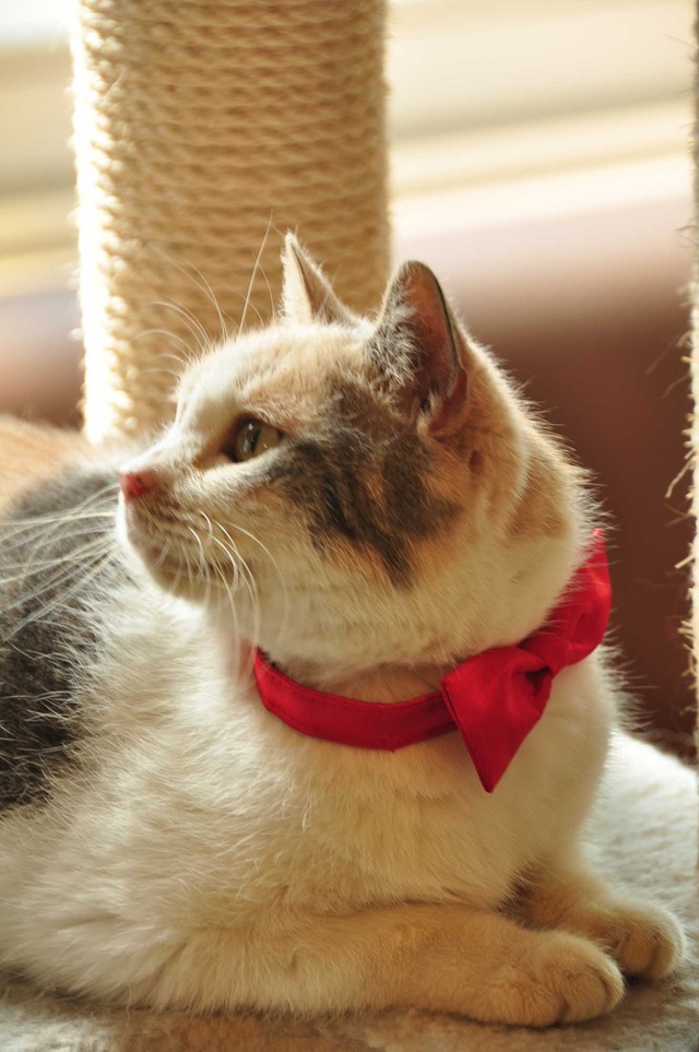 『ねこあつめの家』猫カフェ試写会