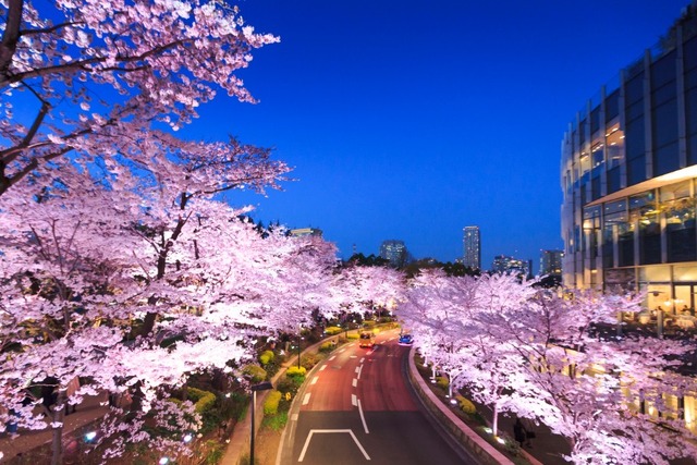 東京ミッドタウン　昨年の桜の開花の様子