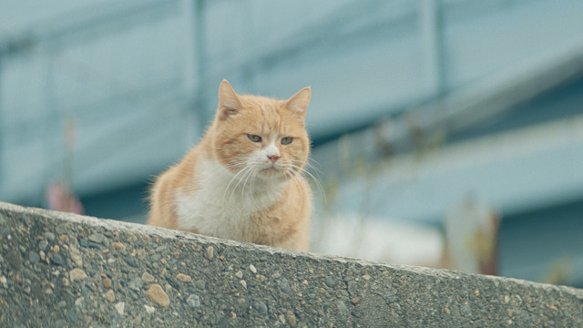 石原さとみ／東京メトロ「Find my Tokyo.」「浦安」篇