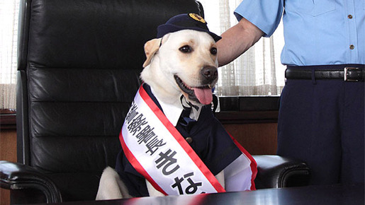 『きな子〜見習い警察犬の物語〜』　-(C) 2010「きな子〜見習い警察犬の物語〜」製作委員会