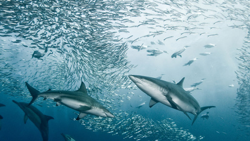 「BBC EARTH グレート・ネイチャー」　-(C) BBC Worldwide Limited 2010 Distributed under licence from 2 entertain Video Limited. All rights reserved.