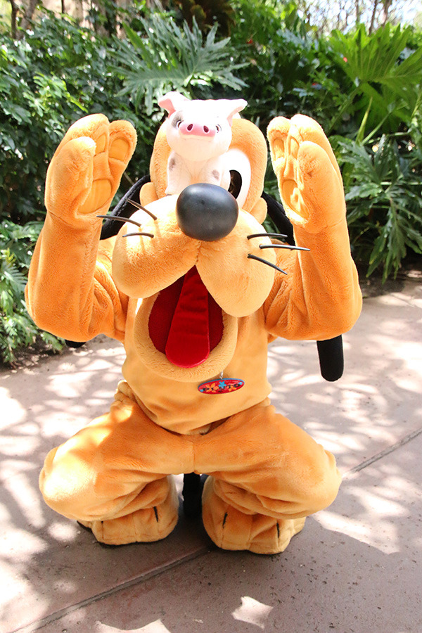 グリーティング「アウラニ・ディズニー・リゾート＆スパ コオリナ・ハワイ」