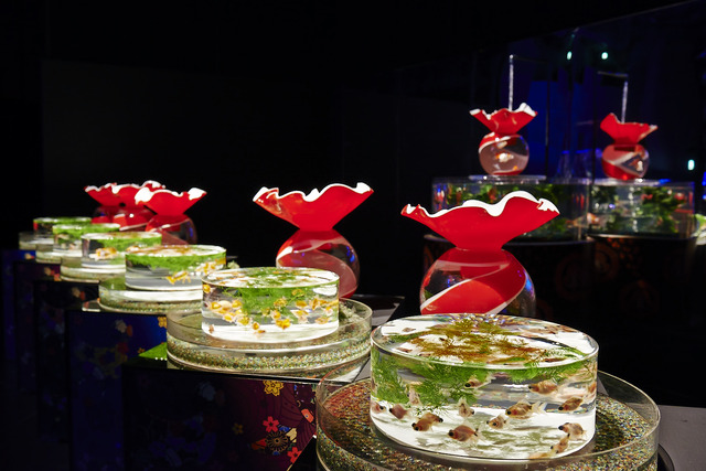 過去作品画像「金魚品評」「KINGYO」